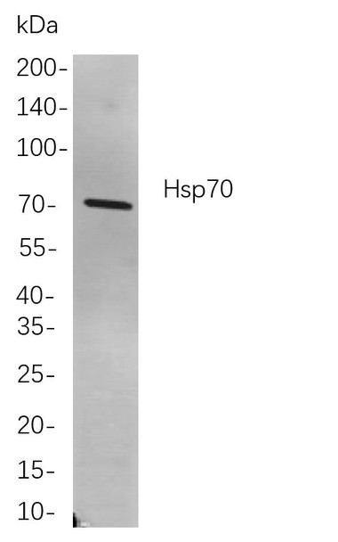 Recombinant Hsp70 Monoclonal Antibody (AGEL5988)