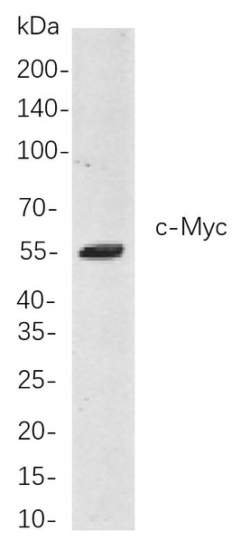 Recombinant c-Myc Monoclonal Antibody (AGEL5989)
