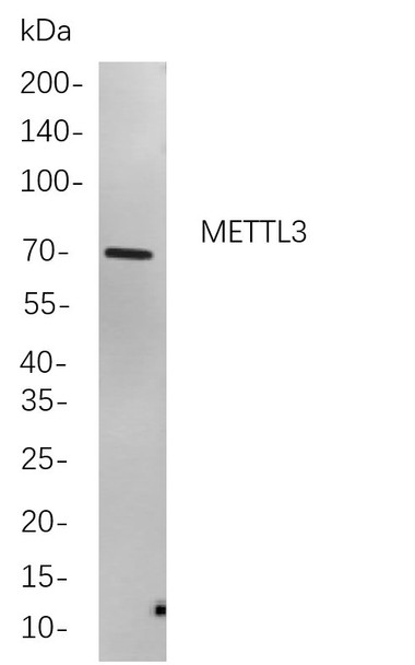 Recombinant METTL3 Monoclonal Antibody (AGEL5997)