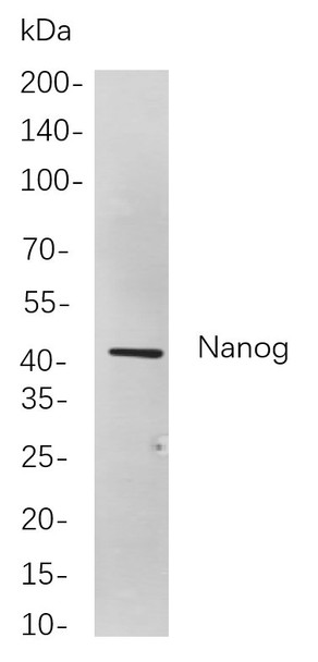 Recombinant Nanog Monoclonal Antibody (AGEL5998)