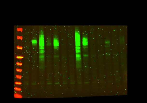 Recombinant CD68 Monoclonal Antibody (AGEL6009)