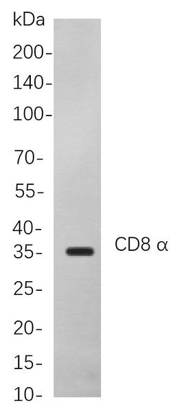 Recombinant CD8 α Monoclonal Antibody (AGEL6016)