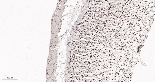 Recombinant Rad21 Monoclonal Antibody (AGEL6021)