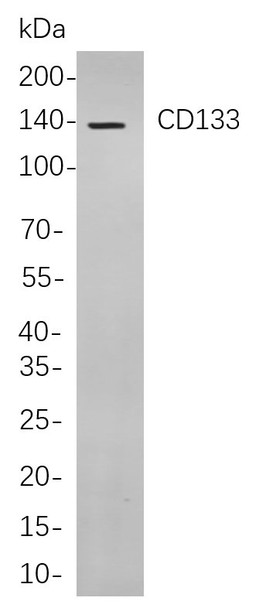 Recombinant CD133 Monoclonal Antibody (AGEL6022)