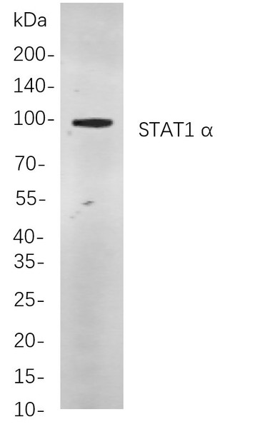 Recombinant STAT1 α Monoclonal Antibody (AGEL6029)