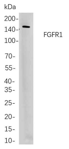 Recombinant FGFR1 Monoclonal Antibody (AGEL6032)