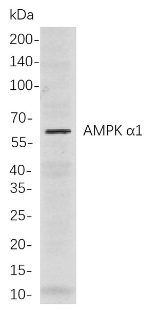 Recombinant AMPK α1 Monoclonal Antibody (AGEL6034)