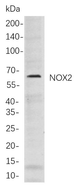 Recombinant NOX2 Monoclonal Antibody (AGEL6037)