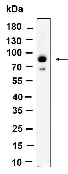 Recombinant Phospho-STAT3 (Ser727) Monoclonal Antibody (AGEL6077)