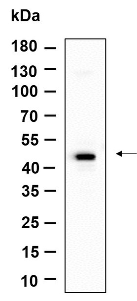 Recombinant GPR182 Monoclonal Antibody (AGEL6135)