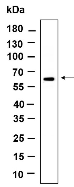 Recombinant POC5 Monoclonal Antibody (AGEL6143)