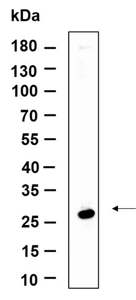 Recombinant NAG-2 Monoclonal Antibody (AGEL6144)