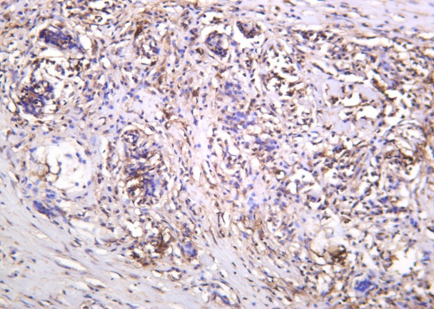 Recombinant Thioredoxin Monoclonal Antibody (AGEL6183)