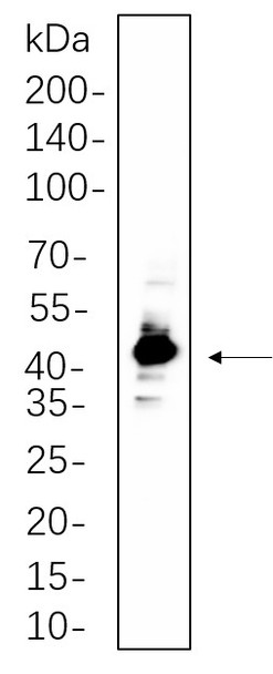 Recombinant IRF-1 Monoclonal Antibody (AGEL6234)