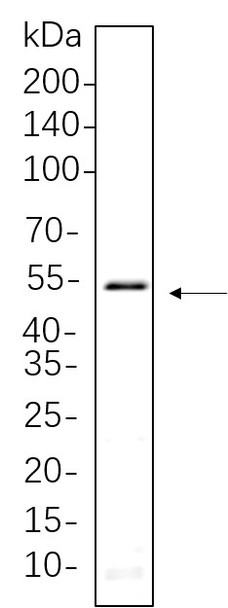Recombinant Smad3 Monoclonal Antibody (AGEL6252)