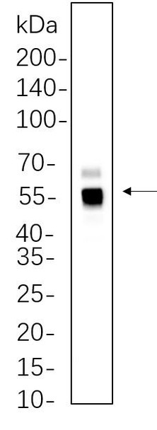 Recombinant Caspase-8 Monoclonal Antibody (AGEL6256)