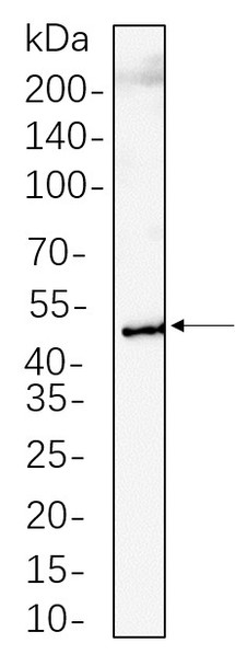 Recombinant RIP3 Monoclonal Antibody (AGEL6283)