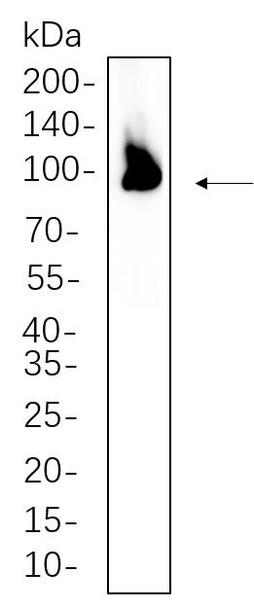 Recombinant PSD95 Monoclonal Antibody (AGEL6293)