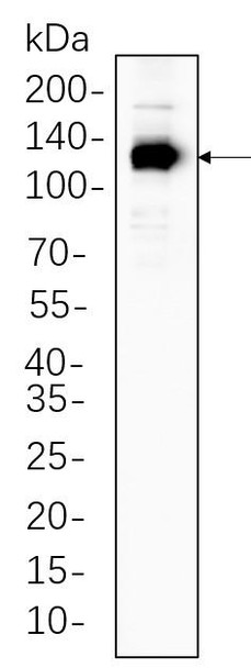 Recombinant eNOS Monoclonal Antibody (AGEL6295)