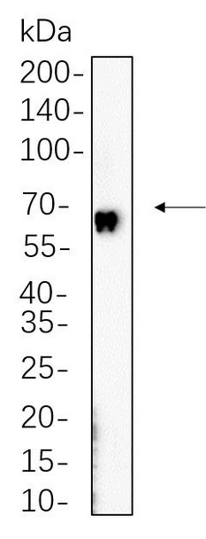 Recombinant cGAS Monoclonal Antibody (AGEL6301)