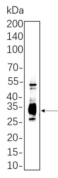 Recombinant Caspase-3 Monoclonal Antibody (AGEL6306)