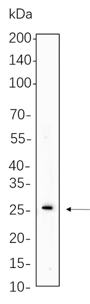 Recombinant Cleaved PARP1 Monoclonal Antibody (AGEL6309)