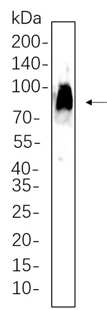 Recombinant CD86 Monoclonal Antibody (AGEL6310)
