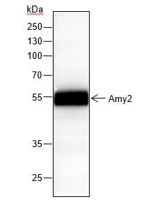 Recombinant Amy2 Monoclonal Antibody (AGEL6365)