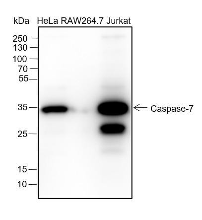 Recombinant Caspase-7 Monoclonal Antibody (AGEL6385)
