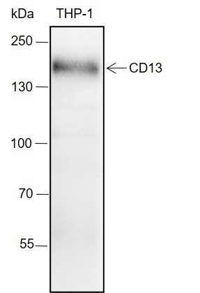 Recombinant CD13 Monoclonal Antibody (AGEL6390)