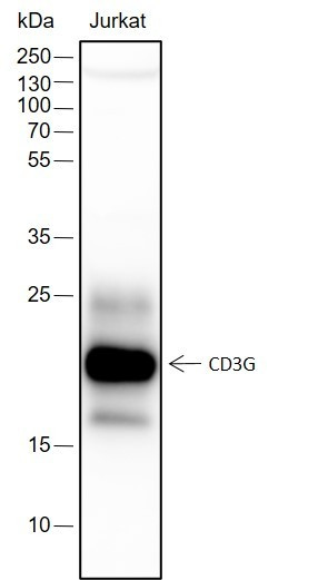 Recombinant CD3G Monoclonal Antibody (AGEL6406)