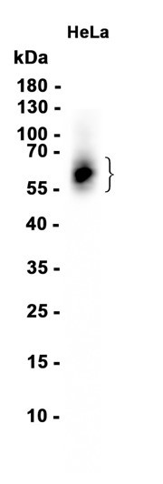 Recombinant CD58 Monoclonal Antibody (AGEL6411)