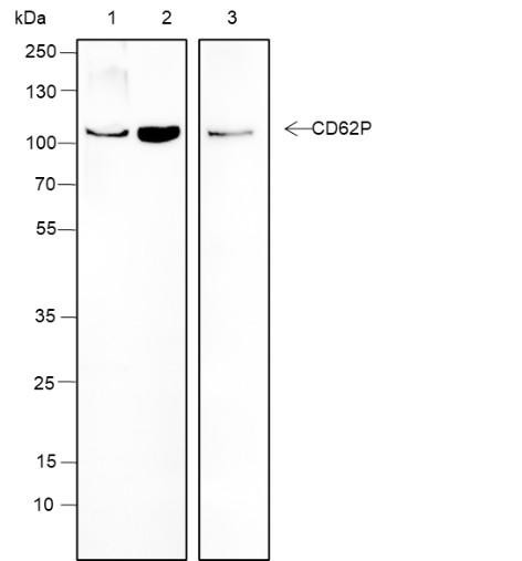 Recombinant CD62P Monoclonal Antibody (AGEL6414)