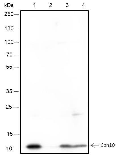 Recombinant Cpn10 Monoclonal Antibody (AGEL6427)