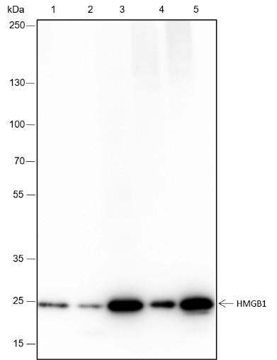 Recombinant HMGB1 Monoclonal Antibody (AGEL6483)
