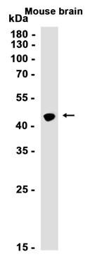 Recombinant Homer1 Monoclonal Antibody (AGEL6484)