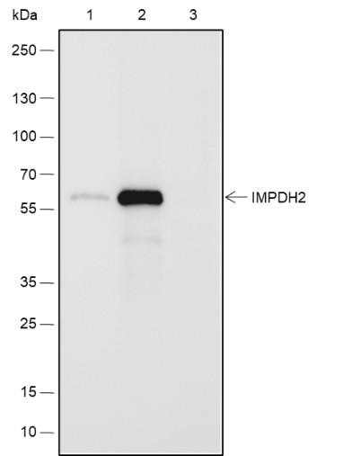 Recombinant IMPDH2 Monoclonal Antibody (AGEL6493)
