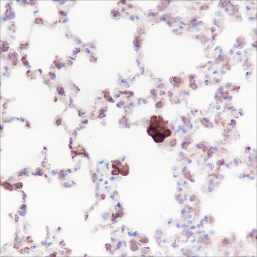 Recombinant iNOS Monoclonal Antibody (AGEL6496)