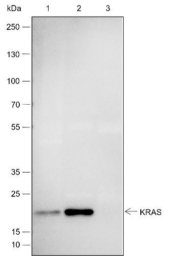 Recombinant KRAS Monoclonal Antibody (AGEL6511)