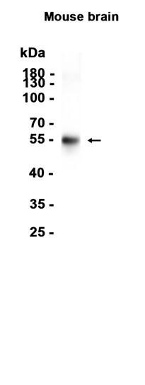 Recombinant OPCML Monoclonal Antibody (AGEL6541)