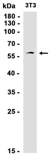 Recombinant PKN1 Monoclonal Antibody (AGEL6560)