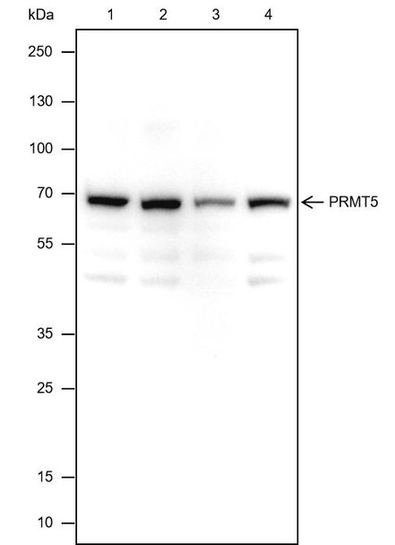 Recombinant PRMT5 Monoclonal Antibody (AGEL6563)