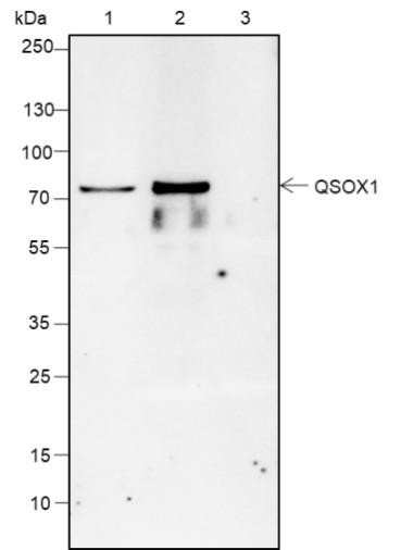 Recombinant QSOX1 Monoclonal Antibody (AGEL6573)