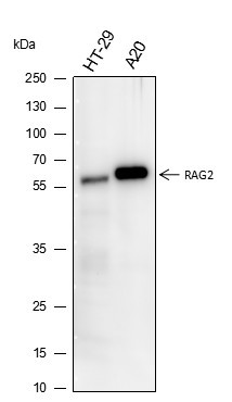 Recombinant RAG2 Monoclonal Antibody (AGEL6575)