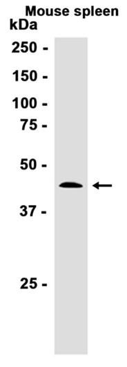 Recombinant RBBP4 Monoclonal Antibody (AGEL6576)