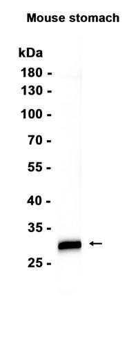 Recombinant SCGN Monoclonal Antibody (AGEL6582)