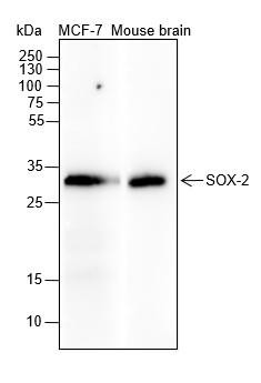 Recombinant SOX2 Monoclonal Antibody (AGEL6590)