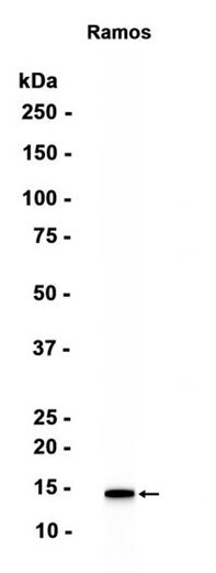 Recombinant TCL1 Monoclonal Antibody (AGEL6599)