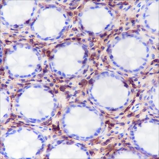 Recombinant CD48 Monoclonal Antibody (AGEL6626)