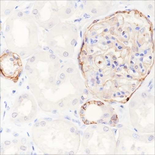 Recombinant CD239/BCAM Monoclonal Antibody (AGEL6633)